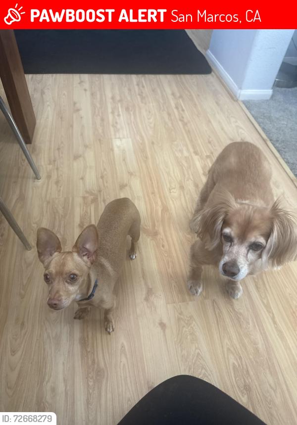 Lost Male Dog last seen Hope and , San Marcos, CA 92078
