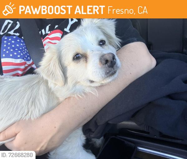 Found/Stray Female Dog last seen Highway 99 on ramp and Cesar Chavez , Fresno, CA 93702