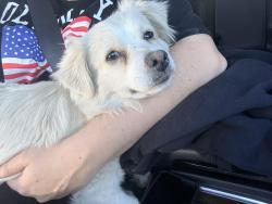 Found/Stray Female Dog last seen Highway 99 on ramp and Cesar Chavez , Fresno, CA 93702