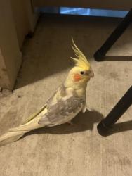 Found/Stray Unknown Bird last seen in patio, San Antonio, TX 78240