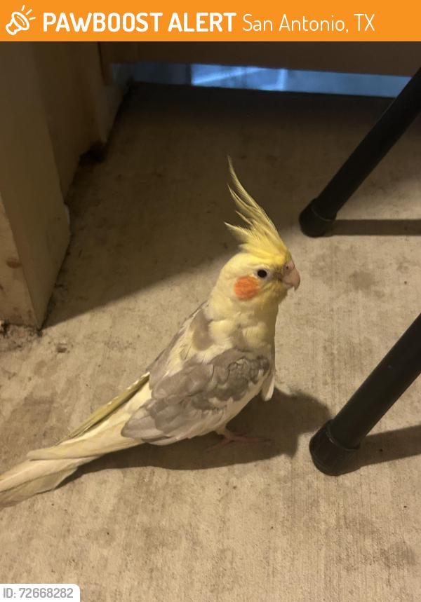 Found/Stray Unknown Bird last seen in patio, San Antonio, TX 78240