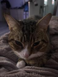 Found/Stray Male Cat last seen Crow lane , Henbury, England BS10
