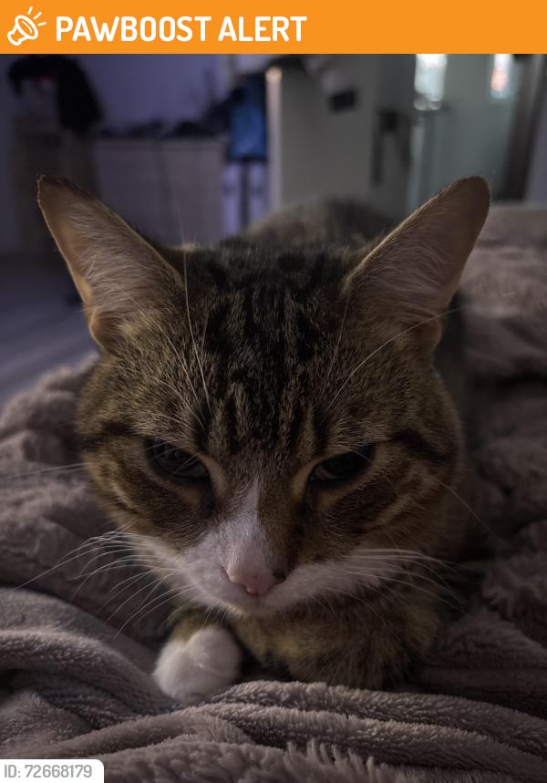 Found/Stray Male Cat last seen Crow lane , Henbury, England BS10