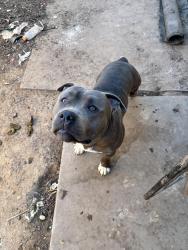 Found/Stray Male Dog last seen Rainbow park Sacramento CA , Sacramento, CA 95822