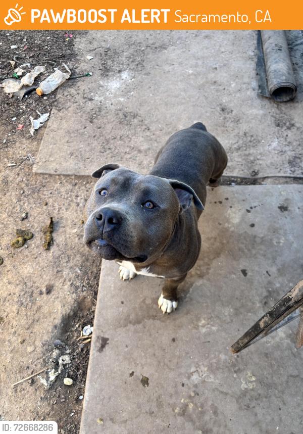 Found/Stray Male Dog last seen Rainbow park Sacramento CA , Sacramento, CA 95822