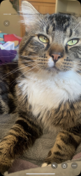 Lost Male Cat last seen National Ave, Bremerton, WA 98312
