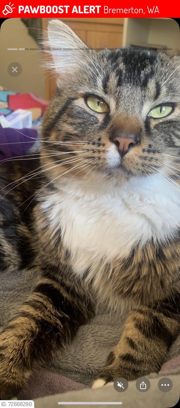 Lost Male Cat last seen National Ave, Bremerton, WA 98312