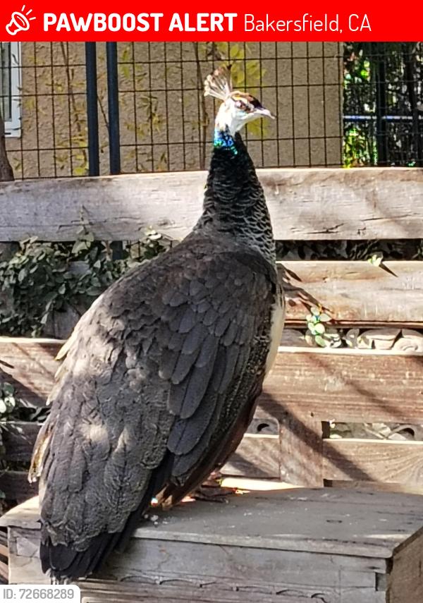 Lost Female Bird last seen Camino Sierra and Niles, Bakersfield, CA 93306