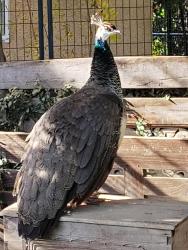 Lost Female Bird last seen Camino Sierra and Niles, Bakersfield, CA 93306