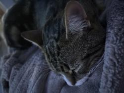 Found/Stray Male Cat last seen Crow lane, Henbury BS10, Henbury, England BS10