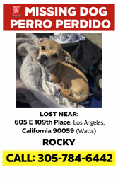 Lost Male Dog last seen Near E 109Th pl, Los Angeles, CA 90059