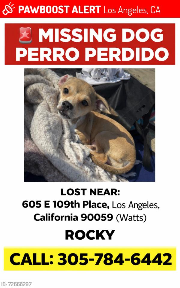 Lost Male Dog last seen Near E 109Th pl, Los Angeles, CA 90059