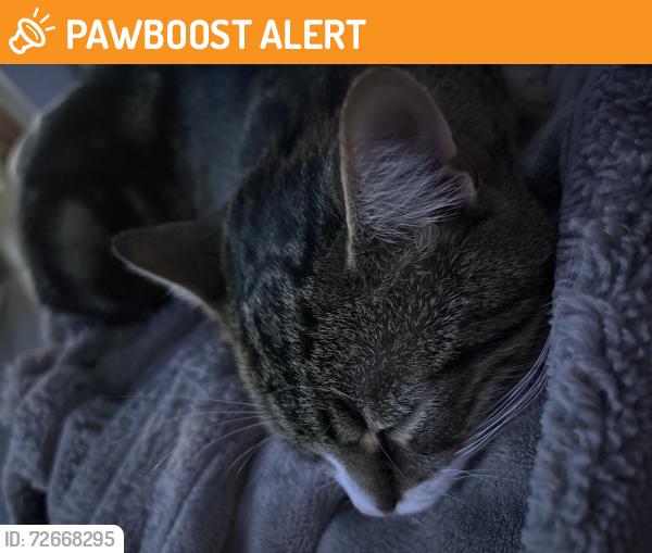 Found/Stray Male Cat last seen Crow lane, Henbury BS10, Henbury, England BS10
