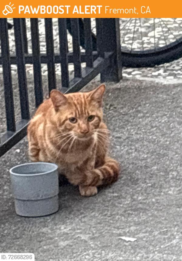 Found/Stray Unknown Cat last seen Near bell street , Fremont, CA 94536