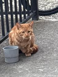 Found/Stray Unknown Cat last seen Near bell street , Fremont, CA 94536