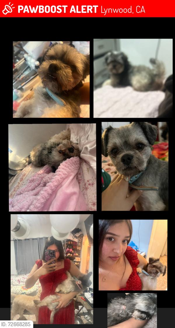 Lost Male Dog last seen Autozone Lynwood , Lynwood, CA 90262