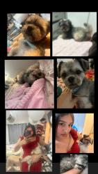 Lost Male Dog last seen Autozone Lynwood , Lynwood, CA 90262