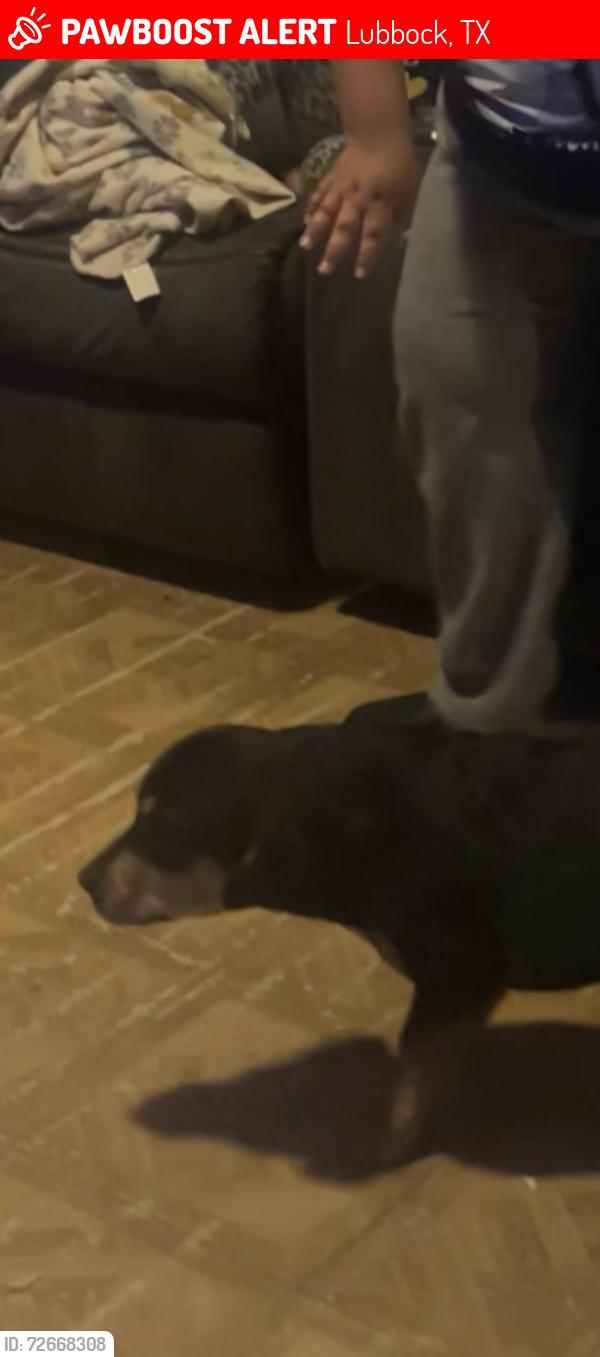 Lost Male Dog last seen mlk, Lubbock, TX 79403