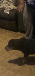 Lost Male Dog last seen mlk, Lubbock, TX 79403