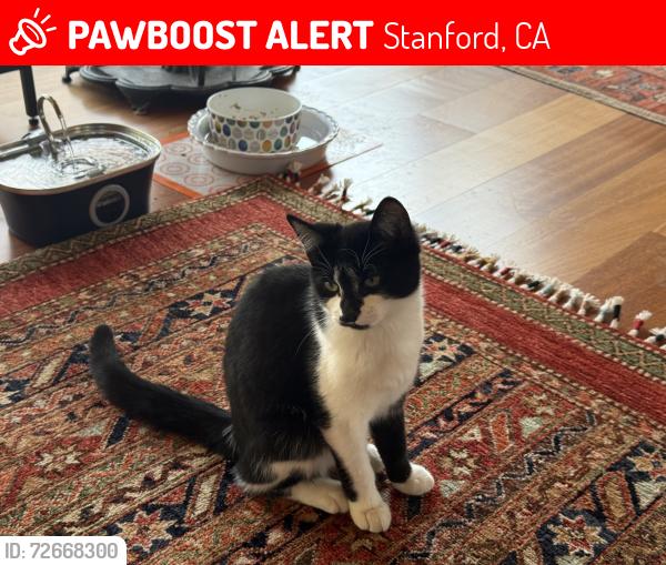Lost Female Cat last seen Cedro Way, Stanford, CA 94305