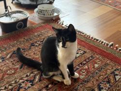 Lost Female Cat last seen Cedro Way, Stanford, CA 94305