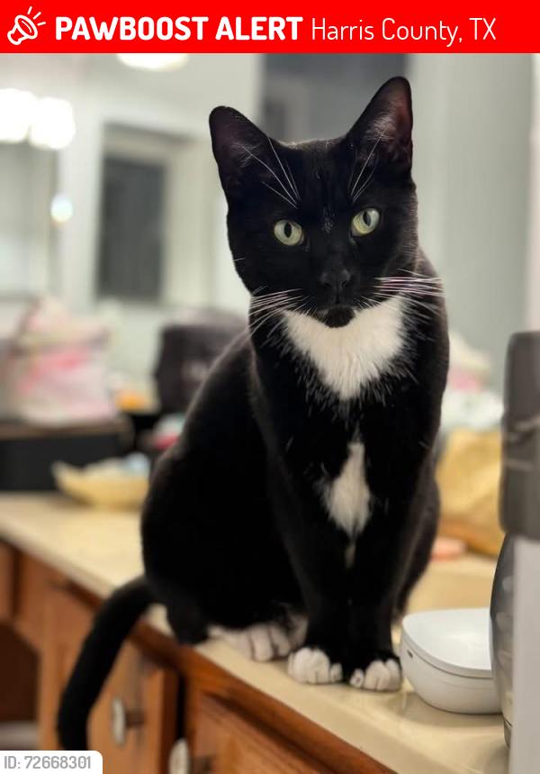 Lost Female Cat last seen Dellrose residential community, Abington Village Way, Hockley, Texas 77447, Harris County, TX 77447
