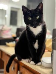 Lost Female Cat last seen Dellrose residential community, Abington Village Way, Hockley, Texas 77447, Harris County, TX 77447