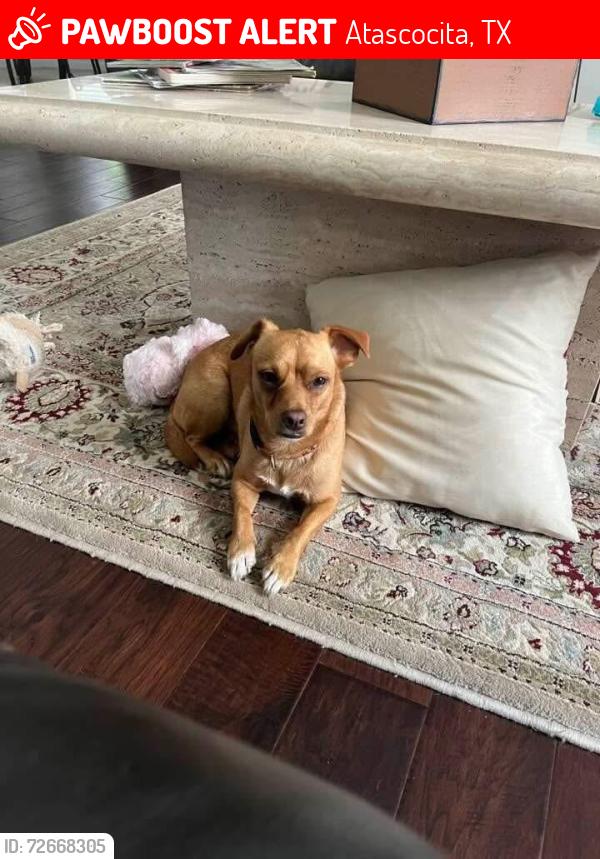 Lost Male Dog last seen Woodland Hills Rd., Atascocita, TX 77346