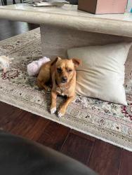 Lost Male Dog last seen Woodland Hills Rd., Atascocita, TX 77346