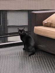 Lost Female Cat last seen University Village, Chicago, IL 60608
