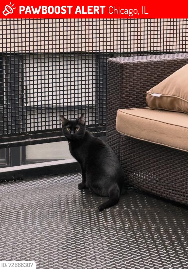 Lost Female Cat last seen University Village, Chicago, IL 60608