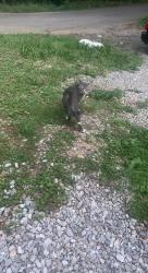 Lost Male Cat last seen Near sunrise dr, Trussville, AL 35173