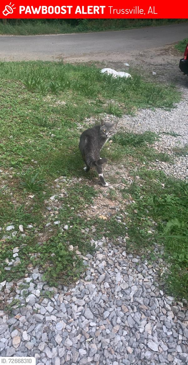 Lost Male Cat last seen Near sunrise dr, Trussville, AL 35173