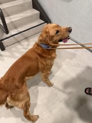 Found/Stray Male Dog last seen Artisan apmts at Escaya, Chula Vista, CA 91913