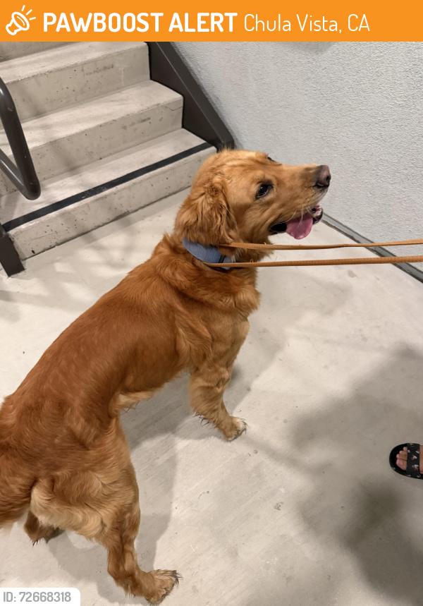 Found/Stray Male Dog last seen Artisan apmts at Escaya, Chula Vista, CA 91913