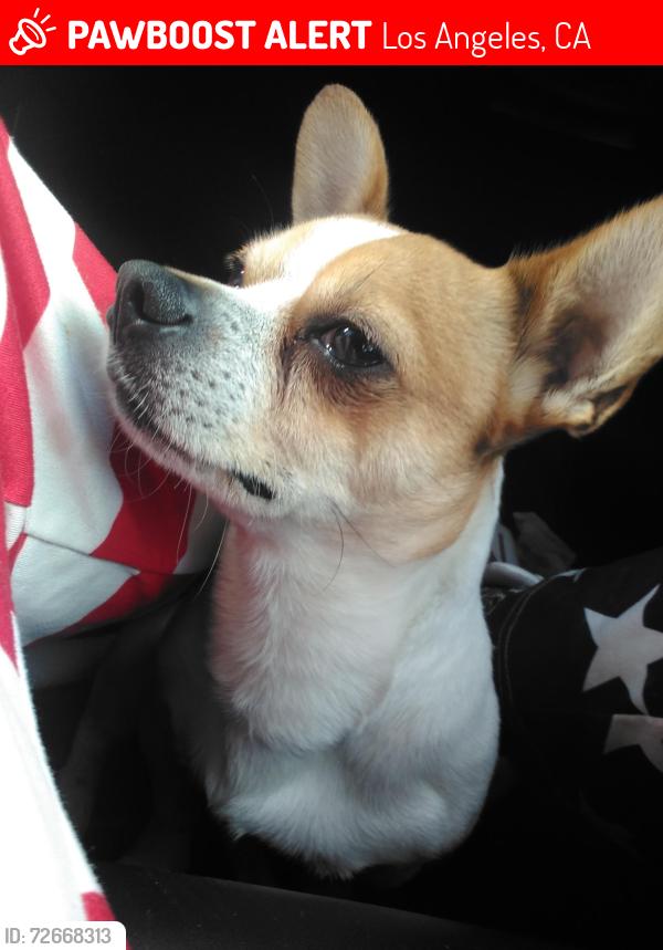 Lost Male Dog last seen Olympic and la cienega Blvd , Los Angeles, CA 90035