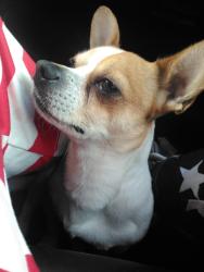 Lost Male Dog last seen Olympic and la cienega Blvd , Los Angeles, CA 90035