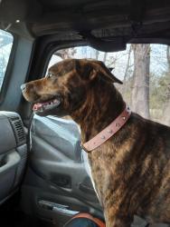 Lost Female Dog last seen Highway 64 and south main, Coal Hill, AR 72832