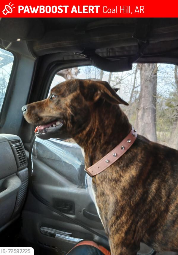 Lost Female Dog last seen Highway 64 and south main, Coal Hill, AR 72832