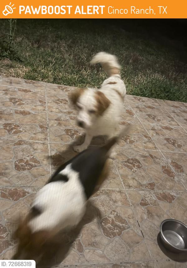 Found/Stray Male Dog last seen Whataburger Cinco Ranch, Cinco Ranch, TX 77450