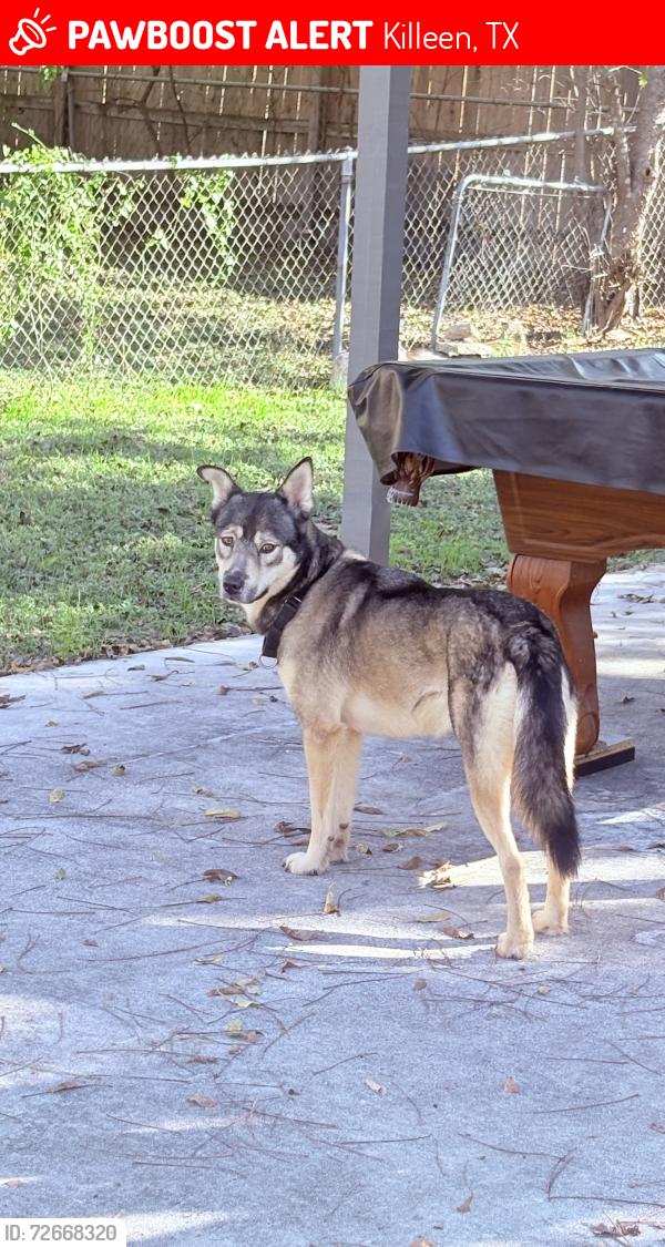 Lost Female Dog last seen Imperial Dr, Killeen, TX 76541