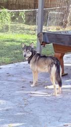 Lost Female Dog last seen Imperial Dr, Killeen, TX 76541
