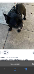 Lost Male Dog last seen Auburn Dr, San Diego, CA 92105