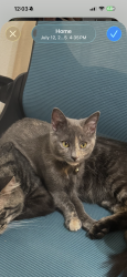 Lost Female Cat last seen Nevada Ave, Roseville, CA 95678