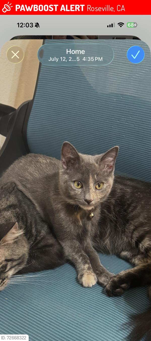 Lost Female Cat last seen Nevada Ave, Roseville, CA 95678