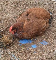 Lost Female Bird last seen Branham & Lahaina, San Jose, CA 95118