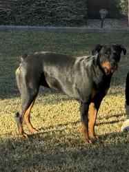 Lost Female Dog last seen Cooper rd & Chandler heights, Chandler, AZ 85249