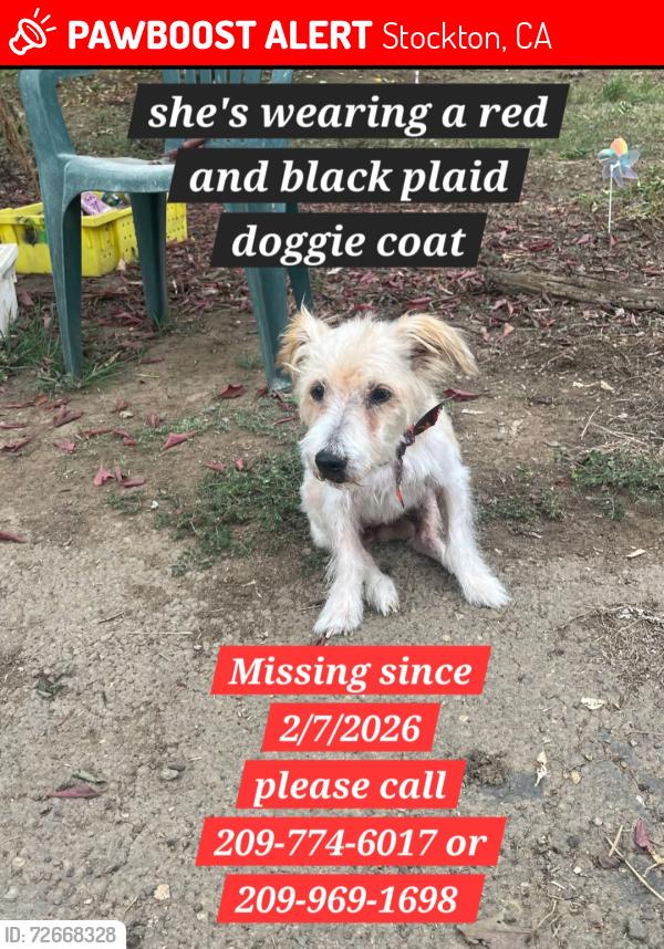 Lost Female Dog last seen Beecher, Stockton, CA 95215