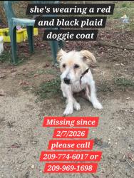 Lost Female Dog last seen Beecher, Stockton, CA 95215