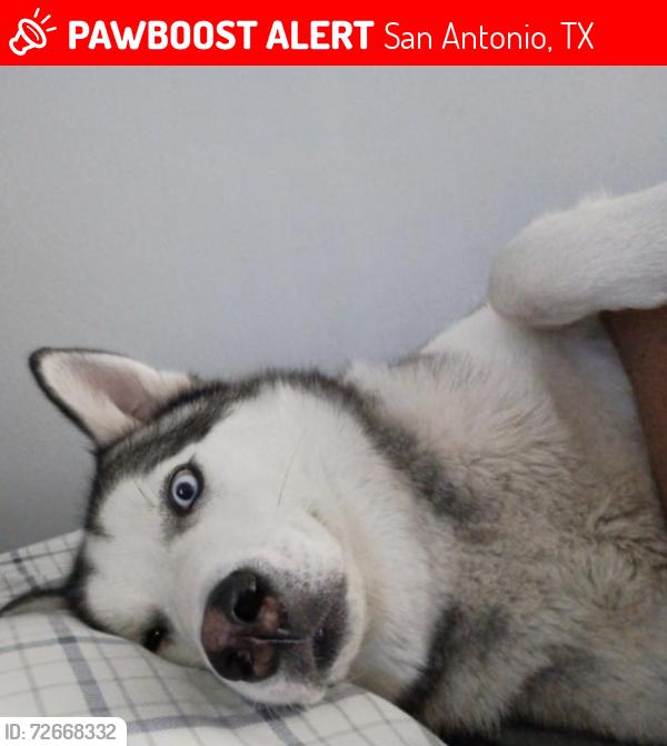 Lost Male Dog last seen Goliad , San Antonio, TX 78223